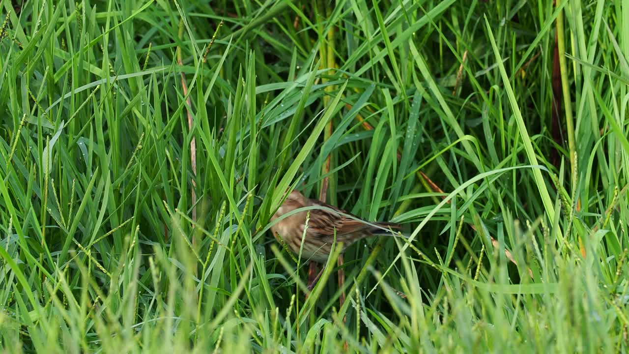 芦苇鹀(Emberiza schoeniclus)在草丛中寻找种子和昆虫。视频素材