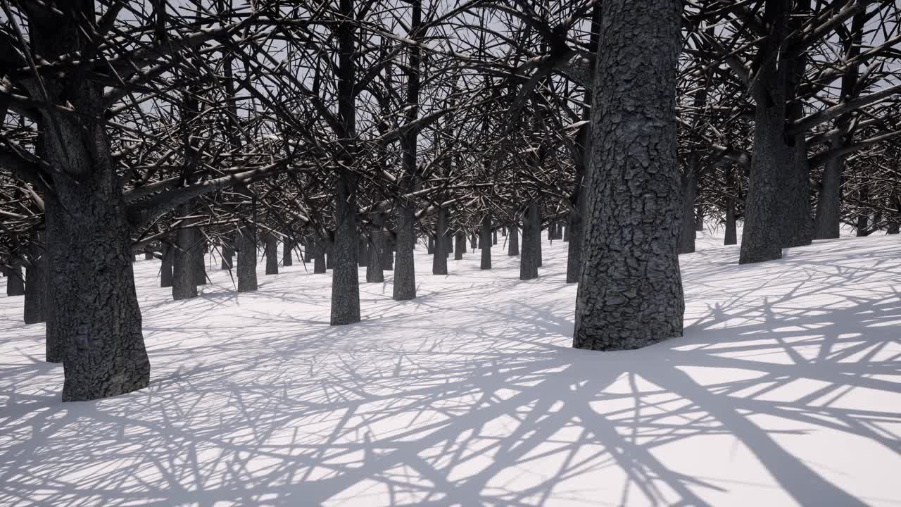 白雪皑皑的冬天森林戏剧性的场景自然冰冻的风景从树的阴影4k视频素材