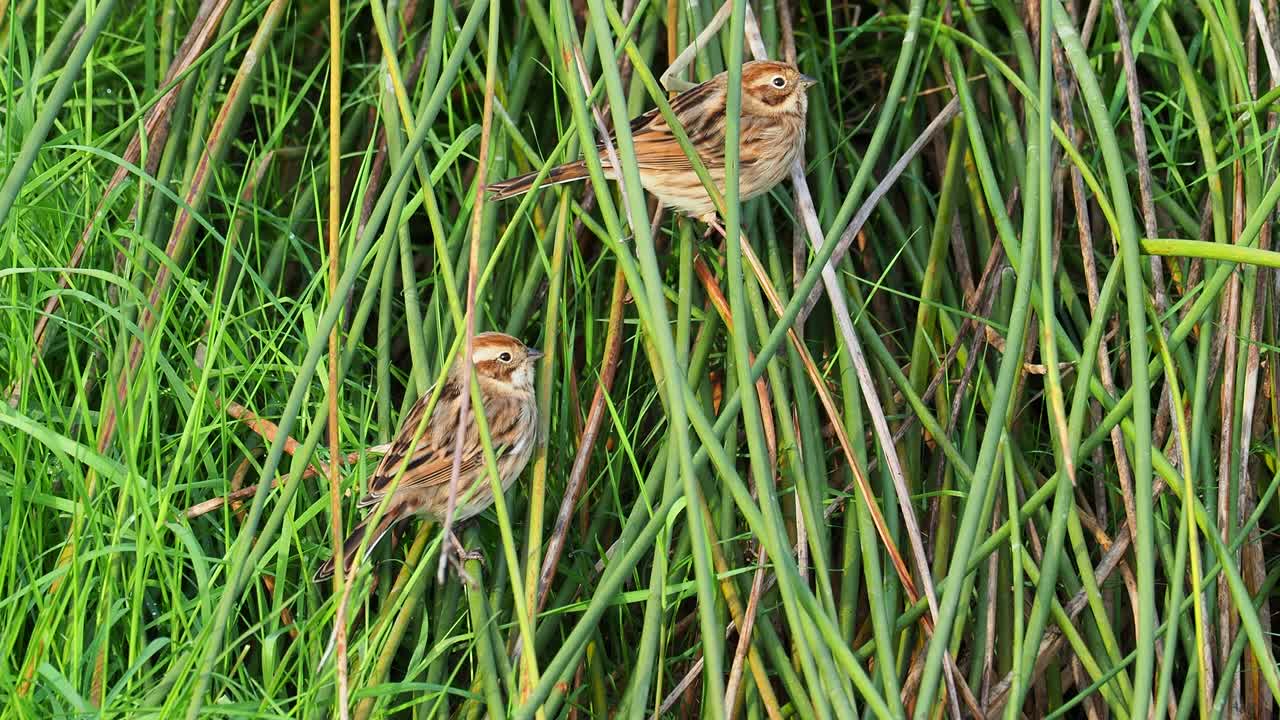 这是一对在草丛中寻找种子和昆虫的Reed Bunting (Emberiza schoeniclus)鸟类的特写镜头。视频素材