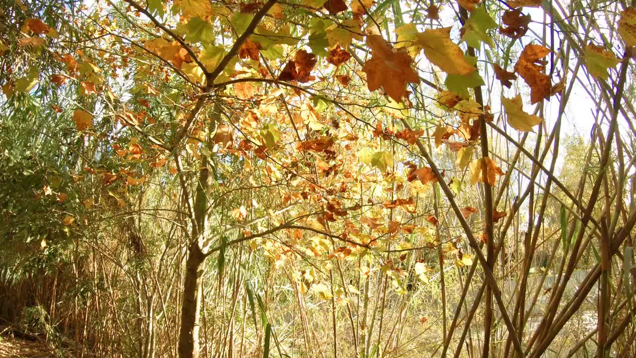 河边色彩斑斓的秋天公园视频素材