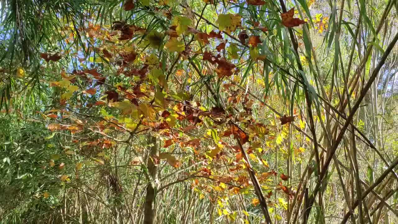 在秋天阳光明媚的日子里，在河边的公园里散步视频素材