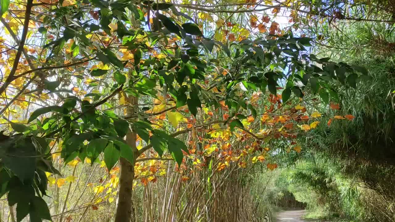 在秋天阳光明媚的日子里在公园里散步视频素材