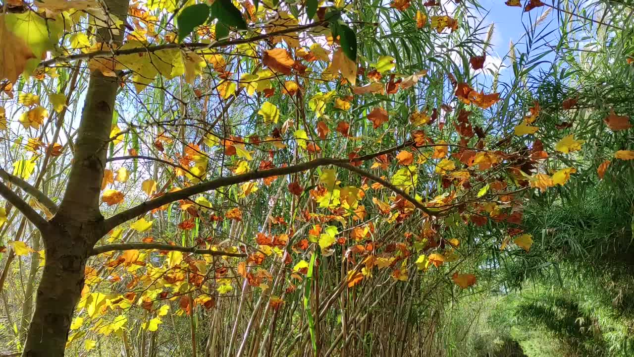 在秋天阳光明媚的日子里在公园里散步视频素材