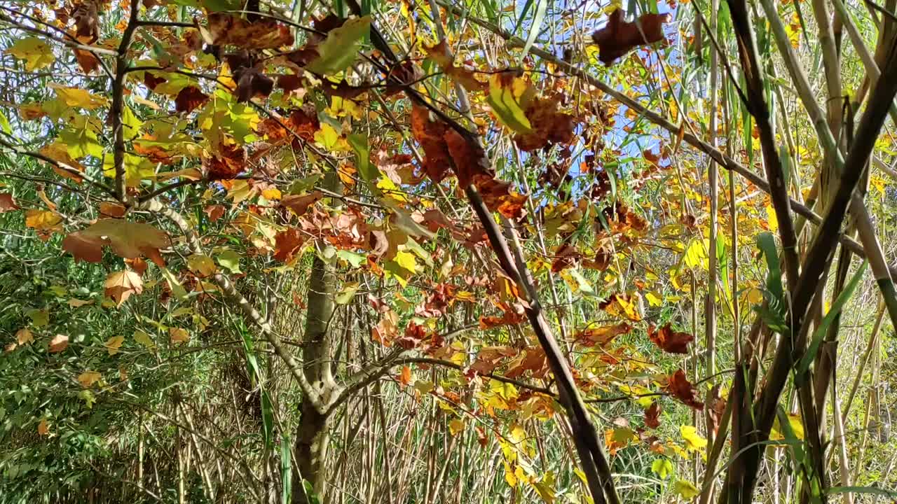 在秋天阳光明媚的日子里，在河边的公园里散步视频素材