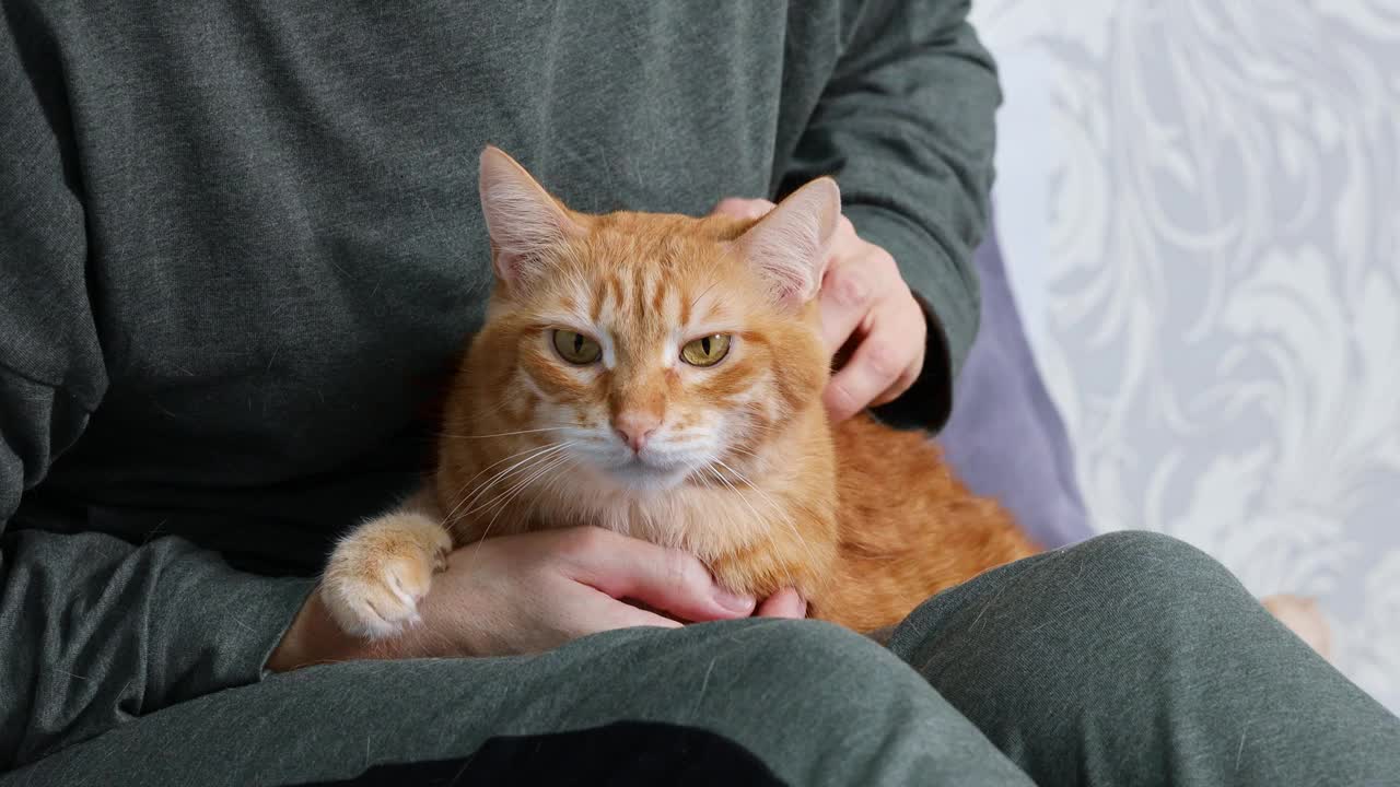 这只姜黄色的猫躺在一个女人的怀里，她抚摸着它，抓着它。视频素材