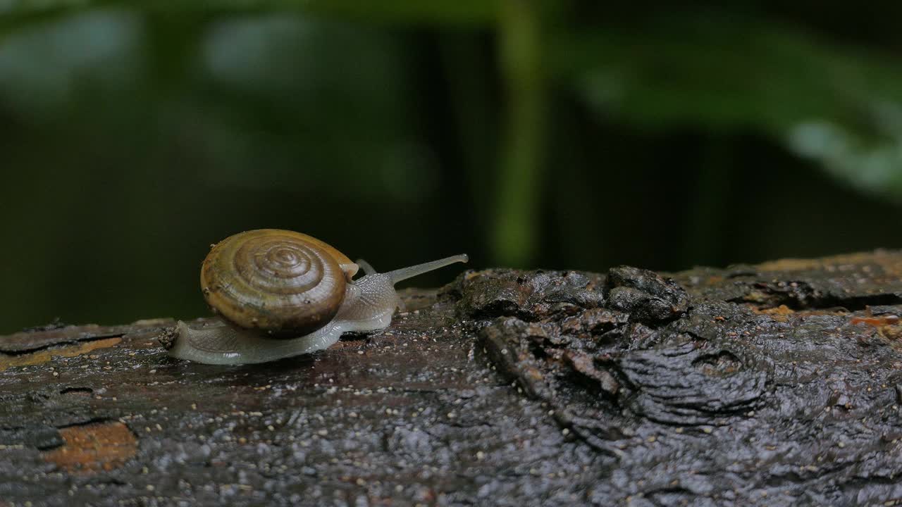 热带雨林中爬行在木材上的蜗牛。视频素材