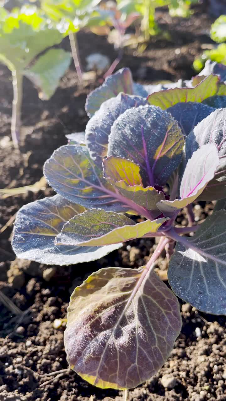 卷心菜植物+清晨的阳光从第一场霜冻中滚走露水视频素材