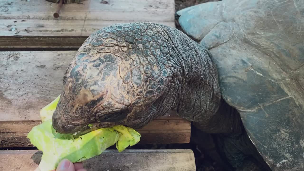 保护区里的巨型或塞舌尔巨型海龟在吃卷心菜叶子和散步视频素材