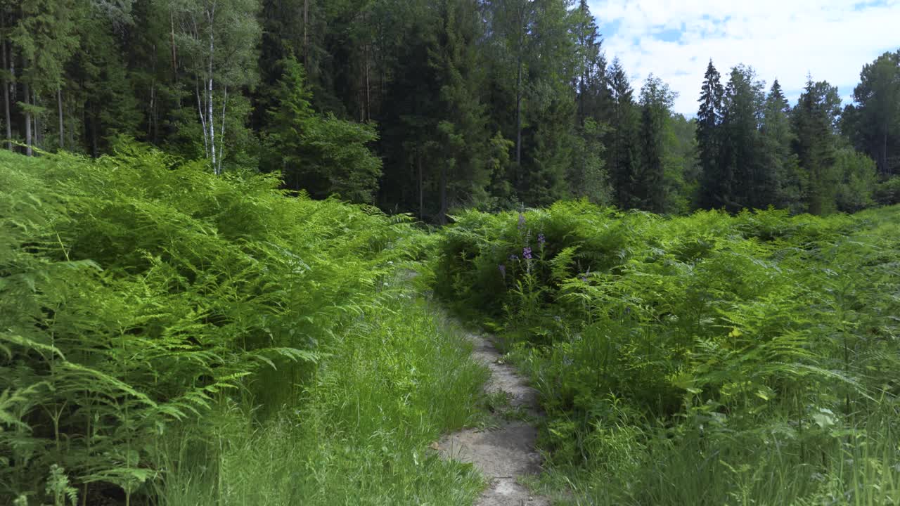 绿色的夏季蕨类植物之间的森林小径视频素材