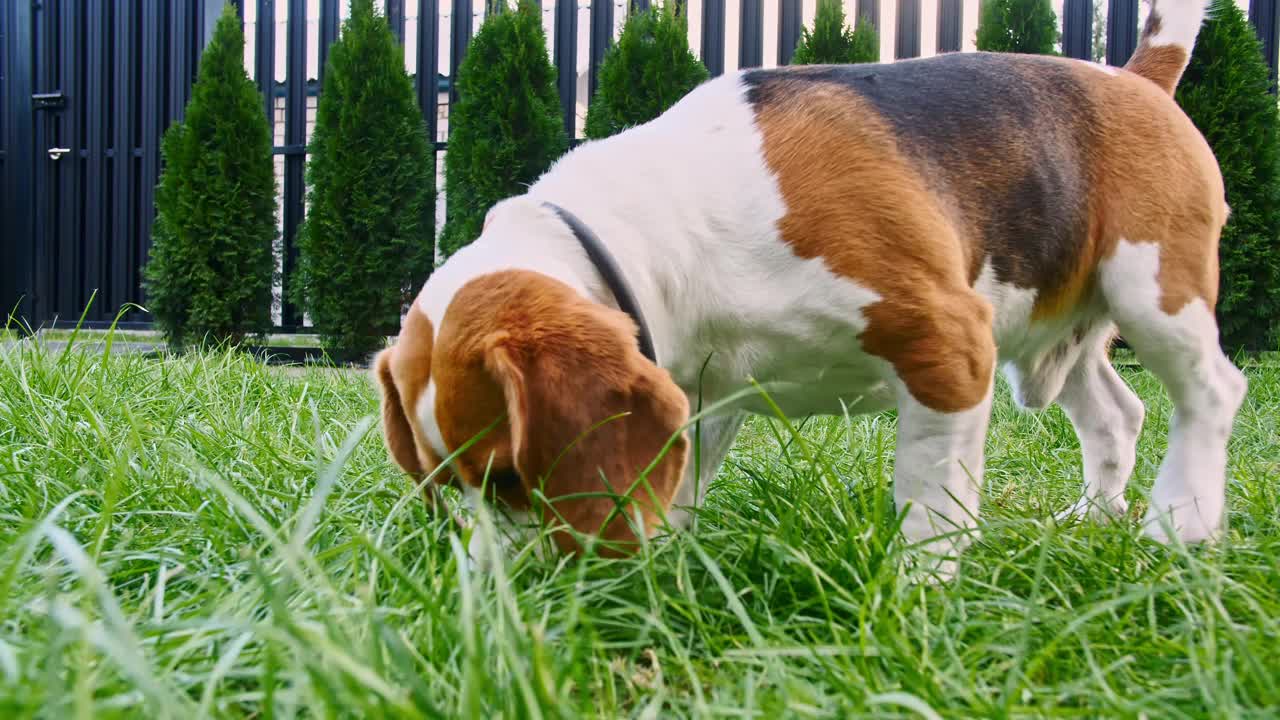 可爱的小猎犬在草地上嗅到了什么，四处搜索。狗用鼻子寻找东西，感觉气味，试图找到物品视频素材