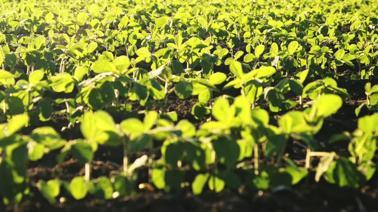 绿色大豆种植田在农业农场。Agriiculture lanscape视频素材