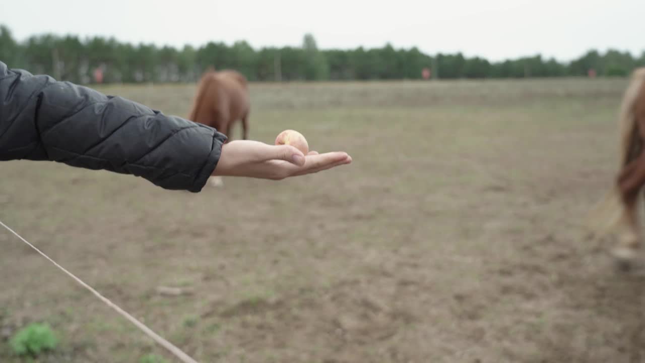 这个女孩伸开手掌拿着一个苹果喂马视频素材