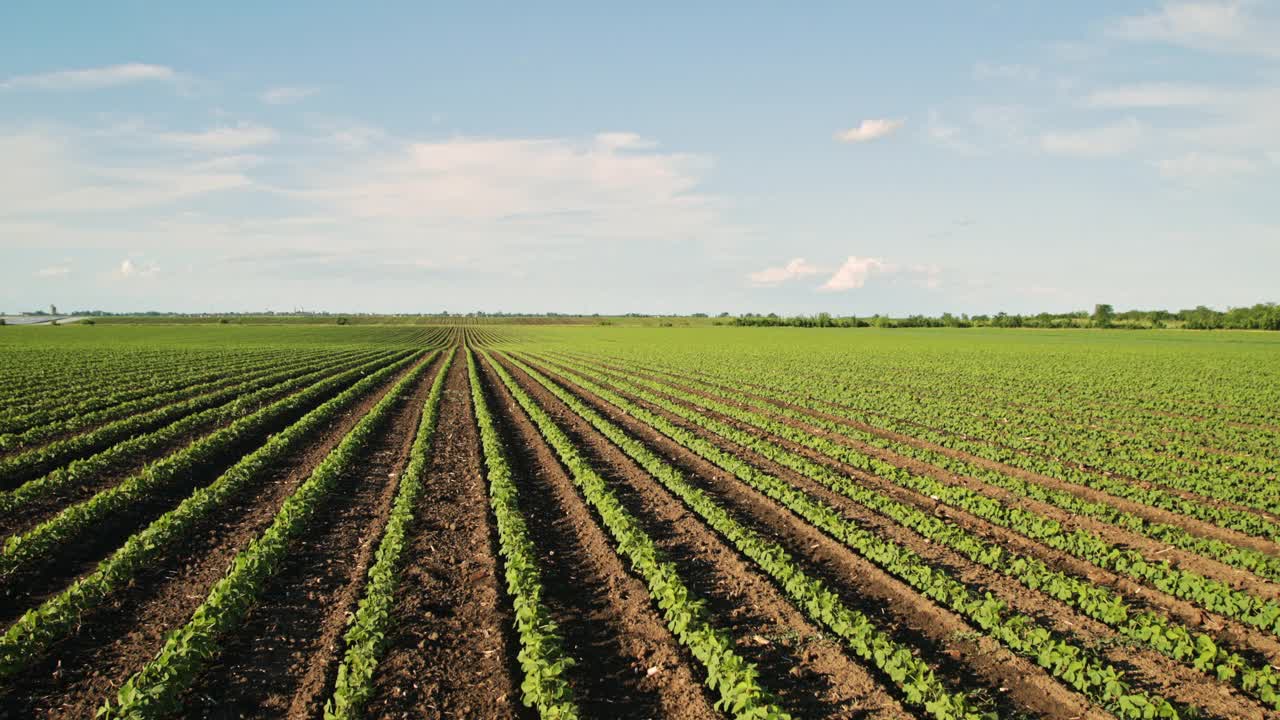 绿色大豆种植田在农业农场。Agriiculture lanscape视频素材