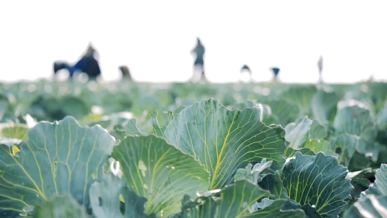 背景是工人在收割卷心菜视频素材