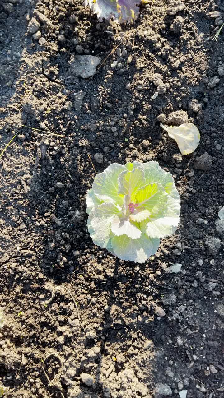 婴儿卷心菜在有机花园食品背景视频素材