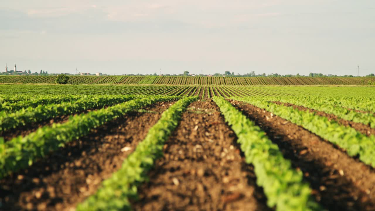 绿色大豆种植田在农业农场。Agriiculture lanscape视频素材