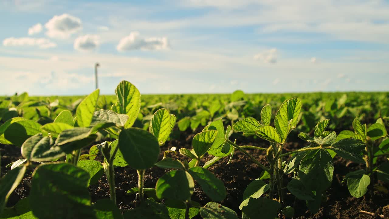 绿色大豆种植田在农业农场。Agriiculture lanscape视频素材