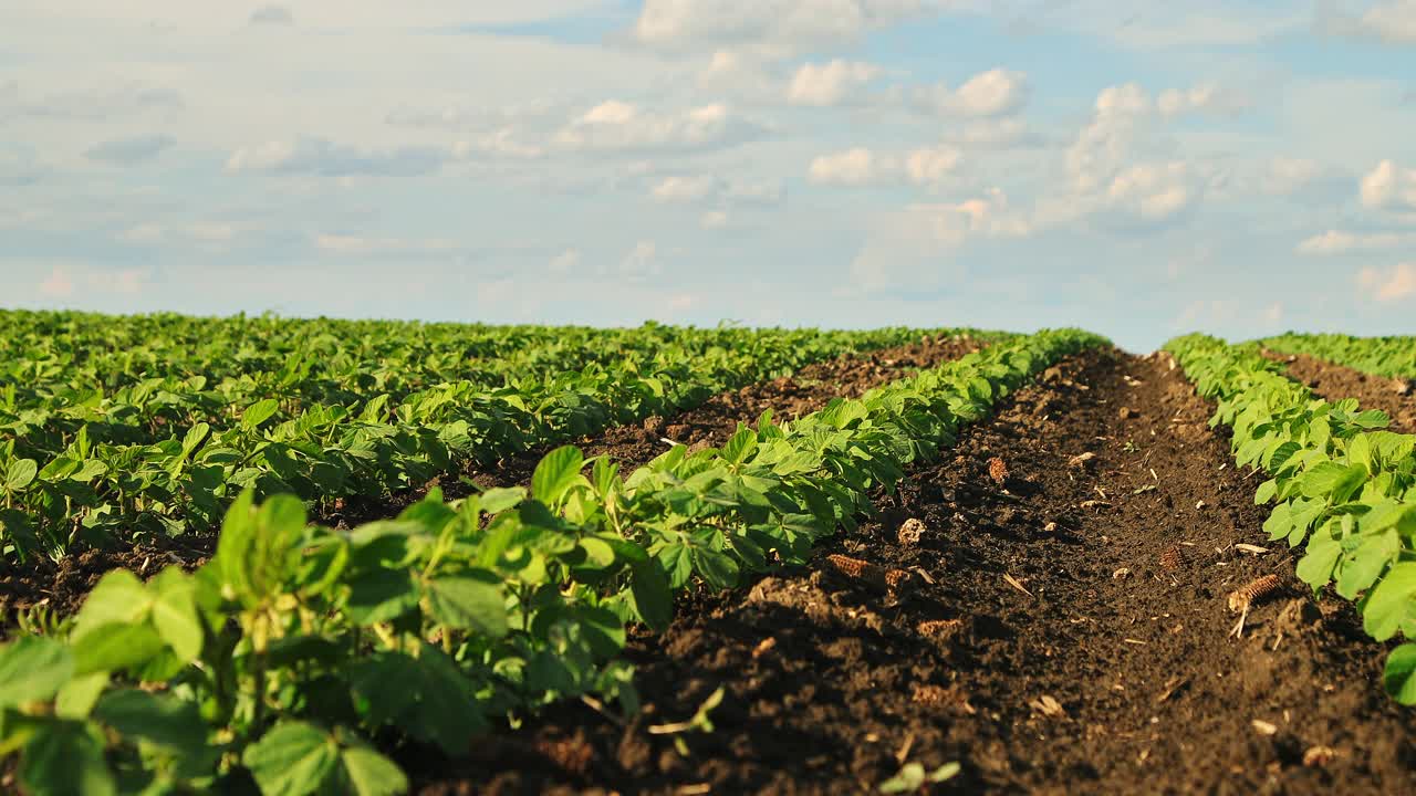 绿色大豆种植田在农业农场。Agriiculture lanscape视频素材