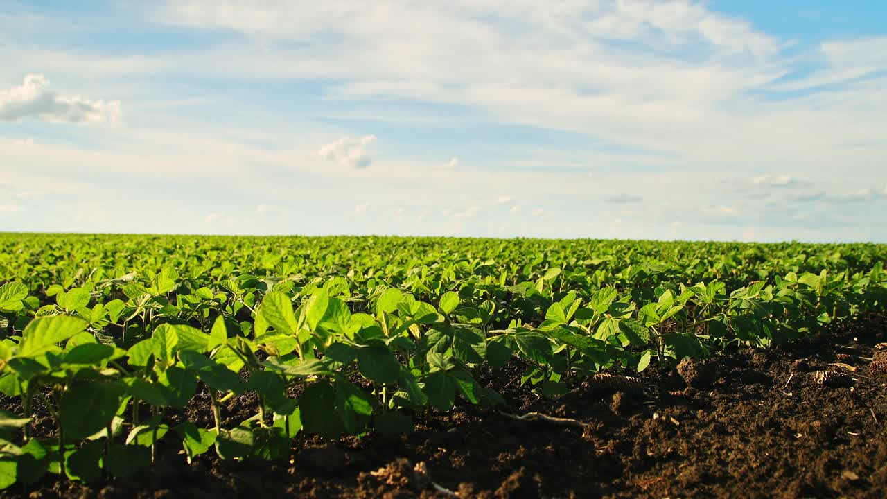 绿色大豆种植田在农业农场。Agriiculture lanscape视频素材