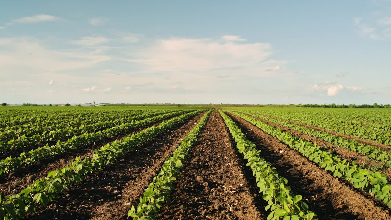 绿色大豆种植田在农业农场。Agriiculture lanscape视频素材