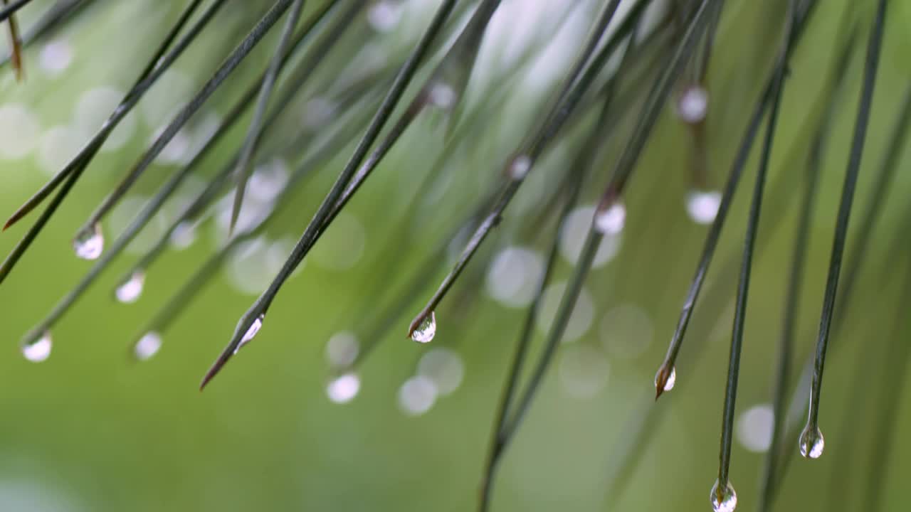 特写的绿色松针覆盖着雨滴。视频素材