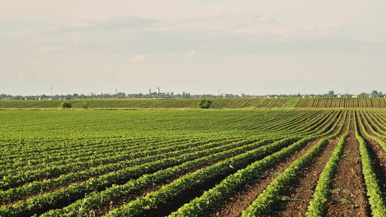 绿色大豆种植田在农业农场。Agriiculture lanscape视频素材