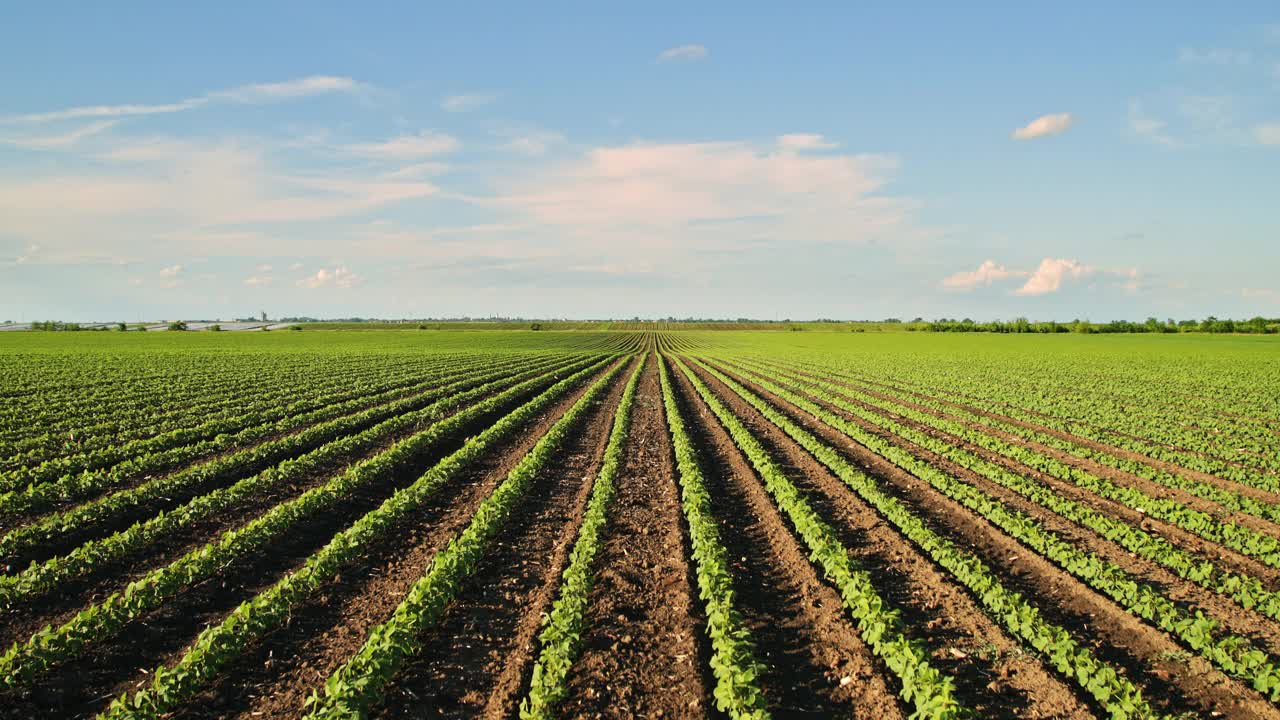 绿色大豆种植田在农业农场。Agriiculture lanscape视频素材