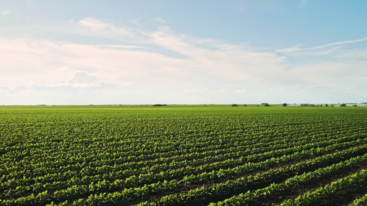 绿色大豆种植田在农业农场。Agriiculture lanscape视频素材