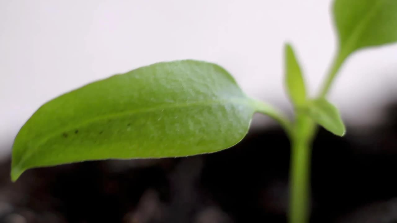 小绿色植物幼苗生长在花园stock视频视频素材