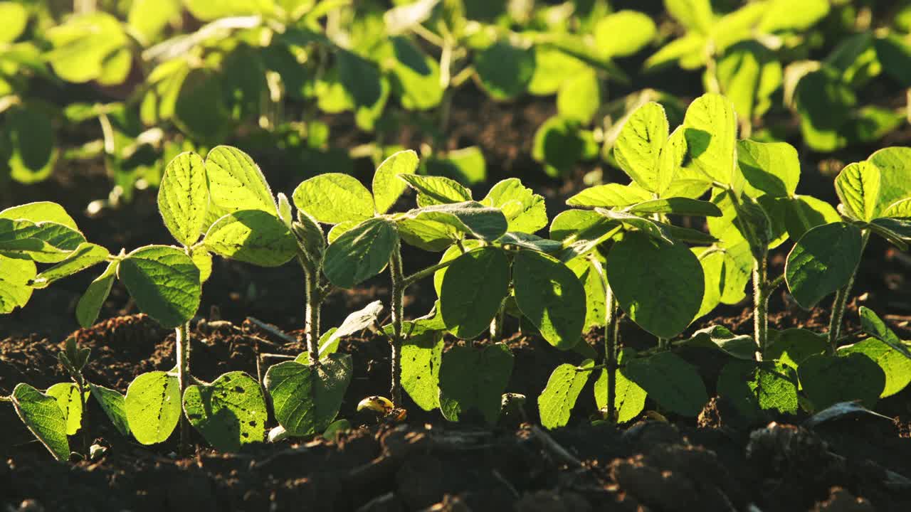 绿色大豆种植田在农业农场。Agriiculture lanscape视频素材