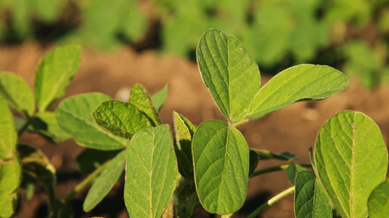 绿色大豆种植田在农业农场。Agriiculture lanscape视频素材