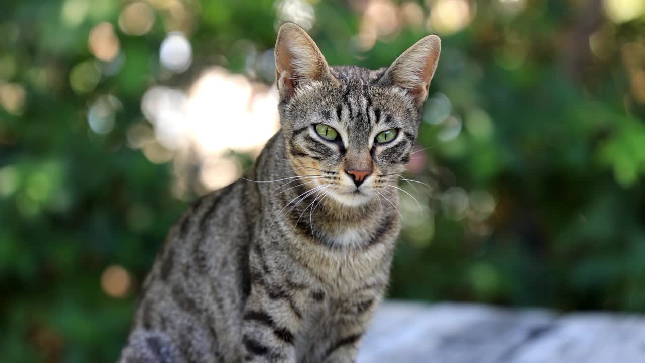 美丽的虎斑猫的肖像视频素材