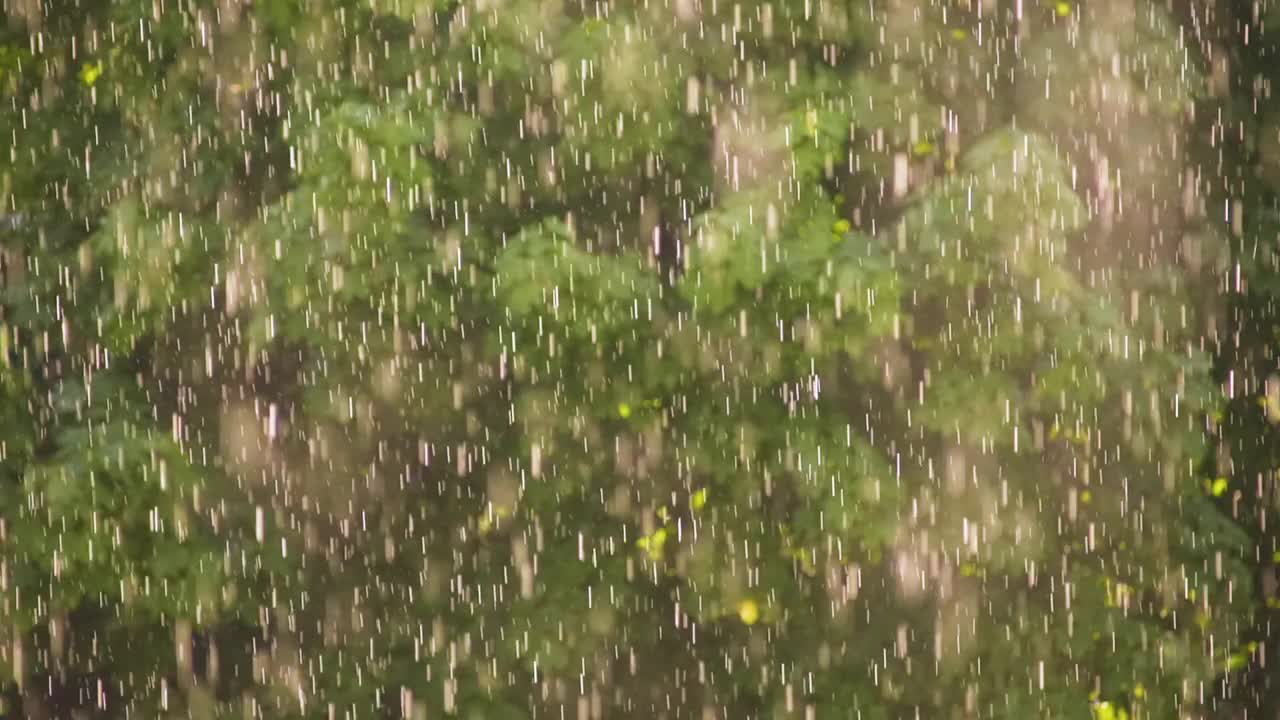 阳光下的雨，森林里的大雨，雨点纷纷落下视频素材