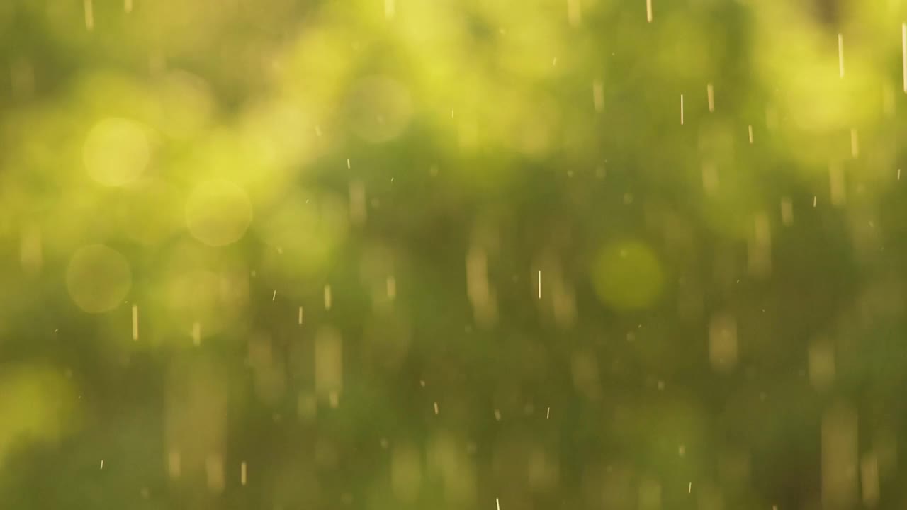 阳光下的雨，森林里的大雨，雨点纷纷落下视频素材