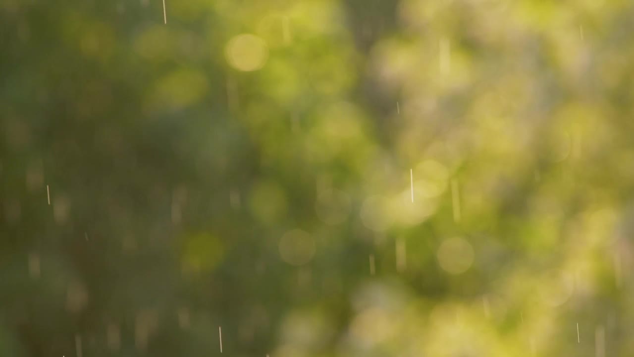 阳光下的雨，森林里的大雨，雨点纷纷落下视频素材