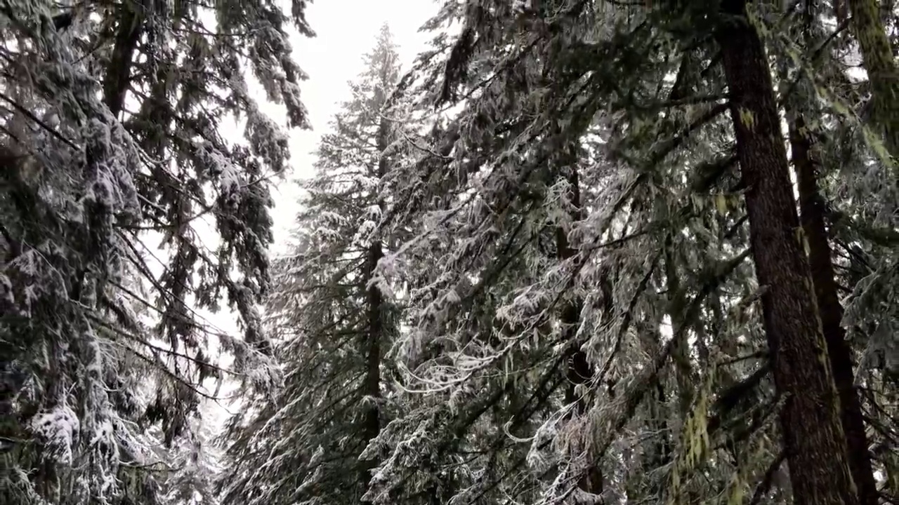 飞过俄勒冈州被雪覆盖的森林视频素材