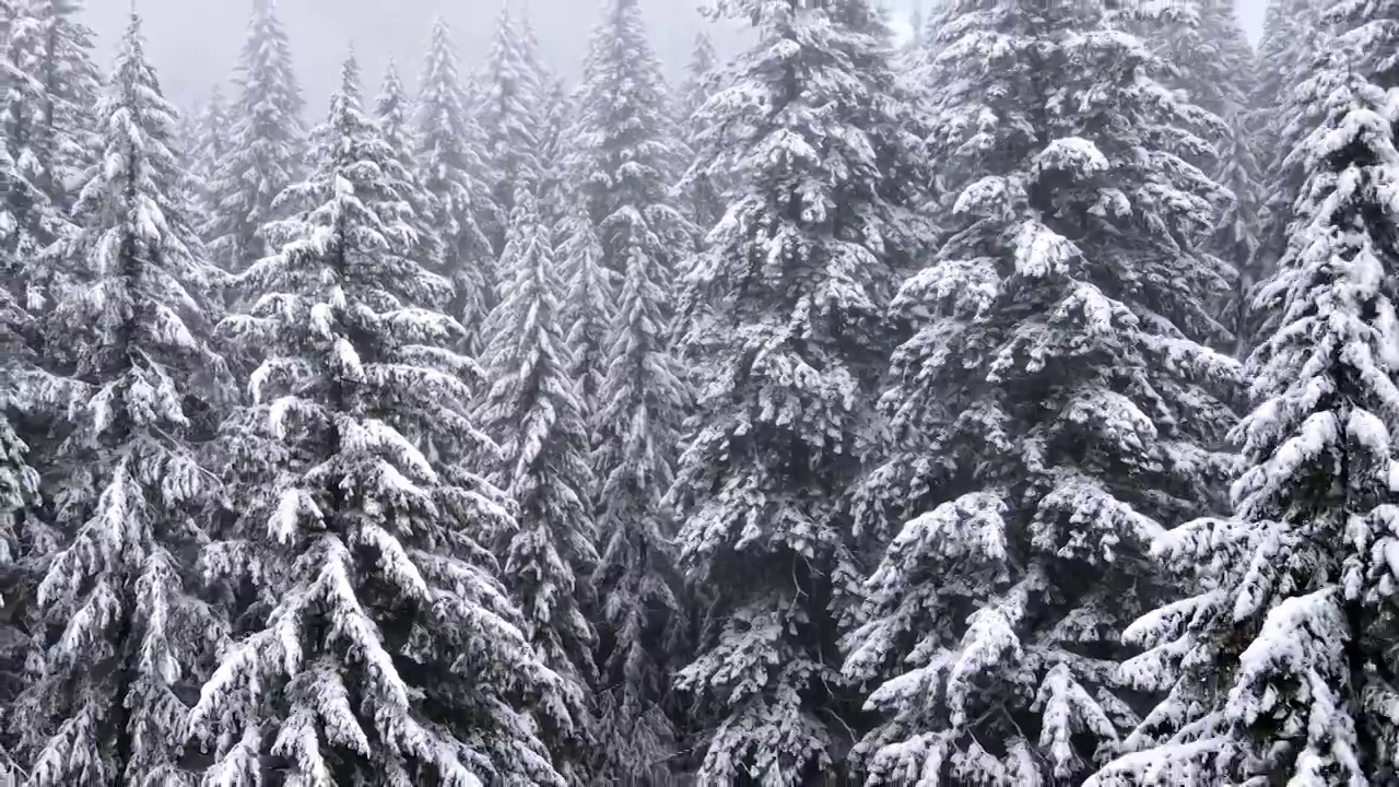 飞过俄勒冈州被雪覆盖的森林视频素材