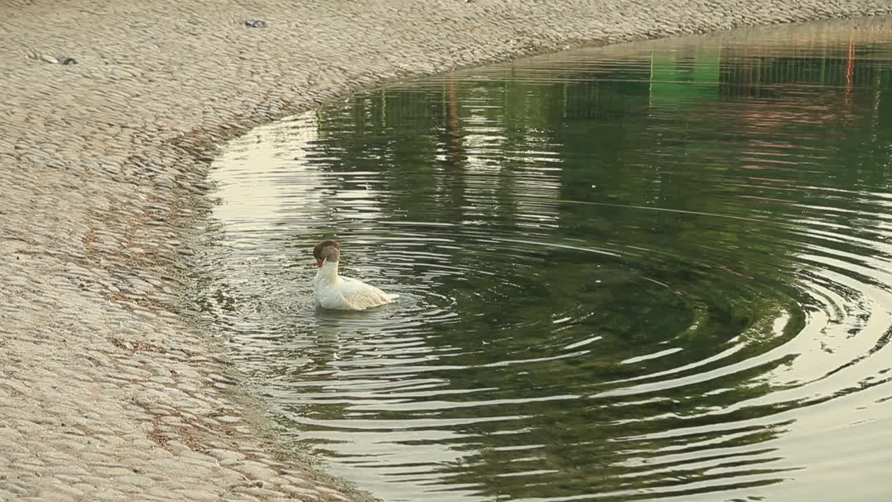 阿联酋阿布扎比，一只鹅在池塘里清洗自己视频素材