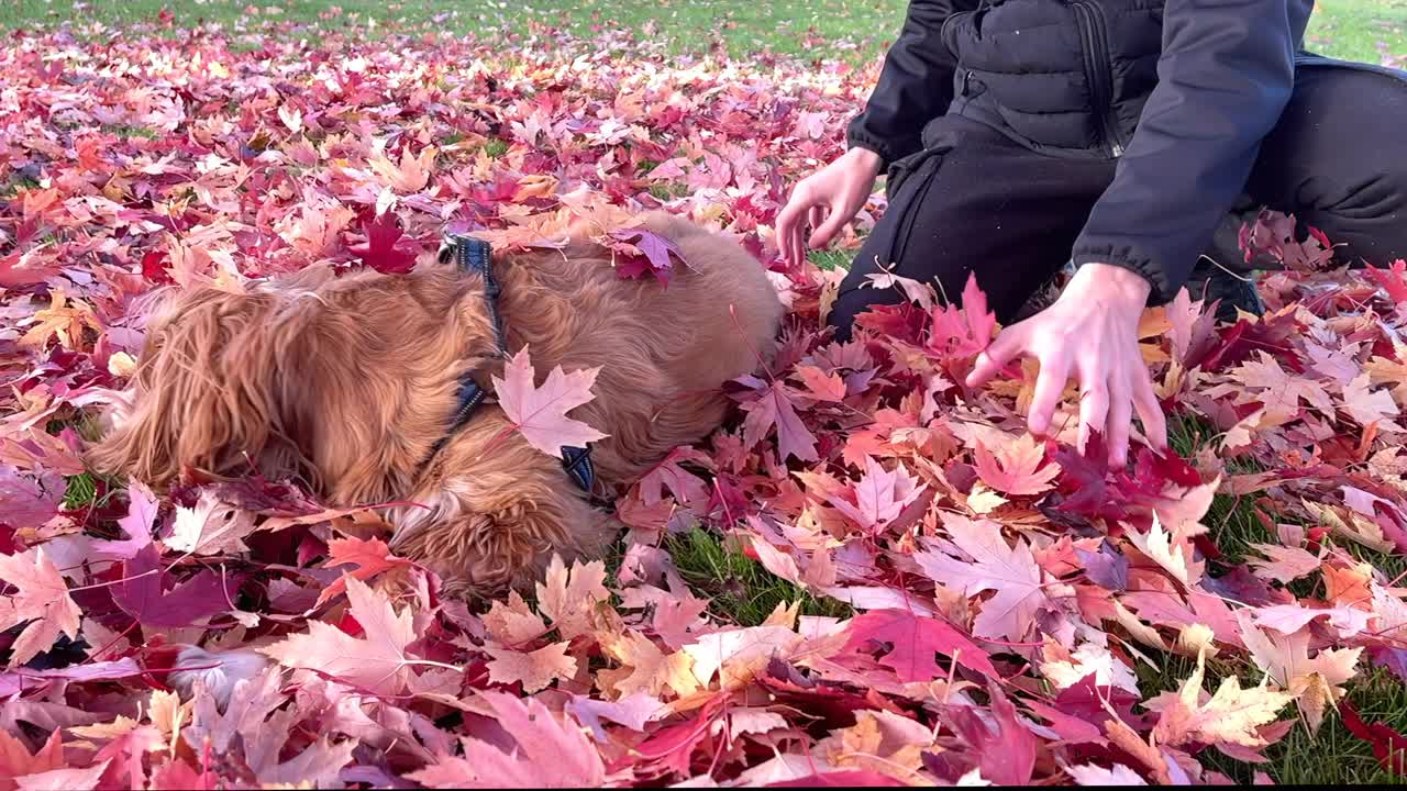 秋天色彩的休闲活动视频素材