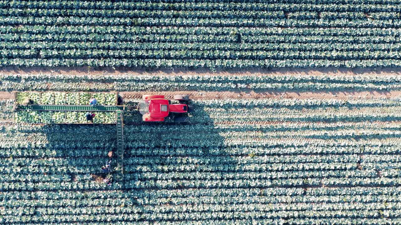 工人们正在收割卷心菜并把它放进联合收割机里视频素材