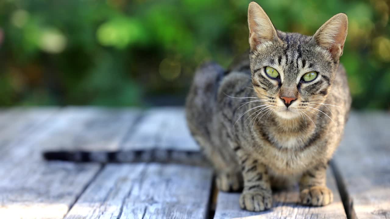 美丽的虎斑猫的肖像视频素材