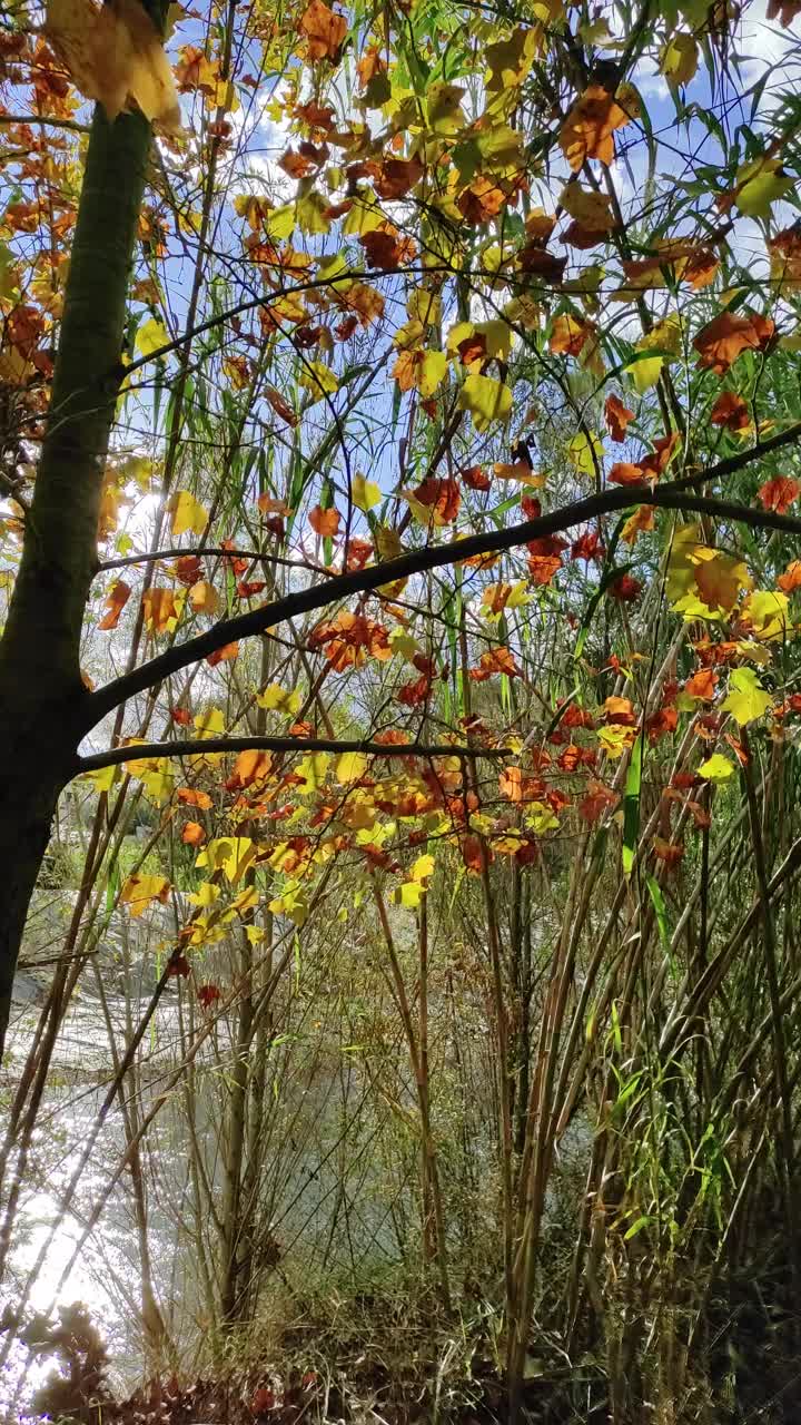 秋天阳光明媚的日子，在河边的公园散步视频素材