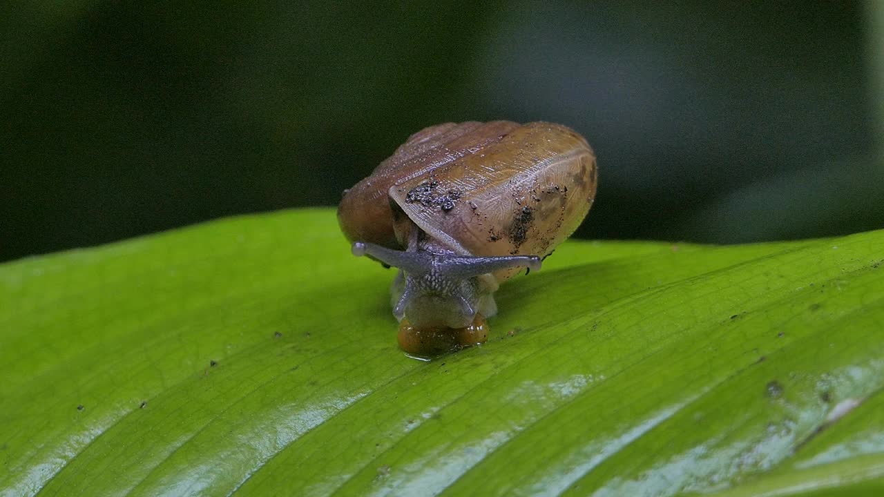 在热带雨林的一片绿叶上爬行的蜗牛。视频素材