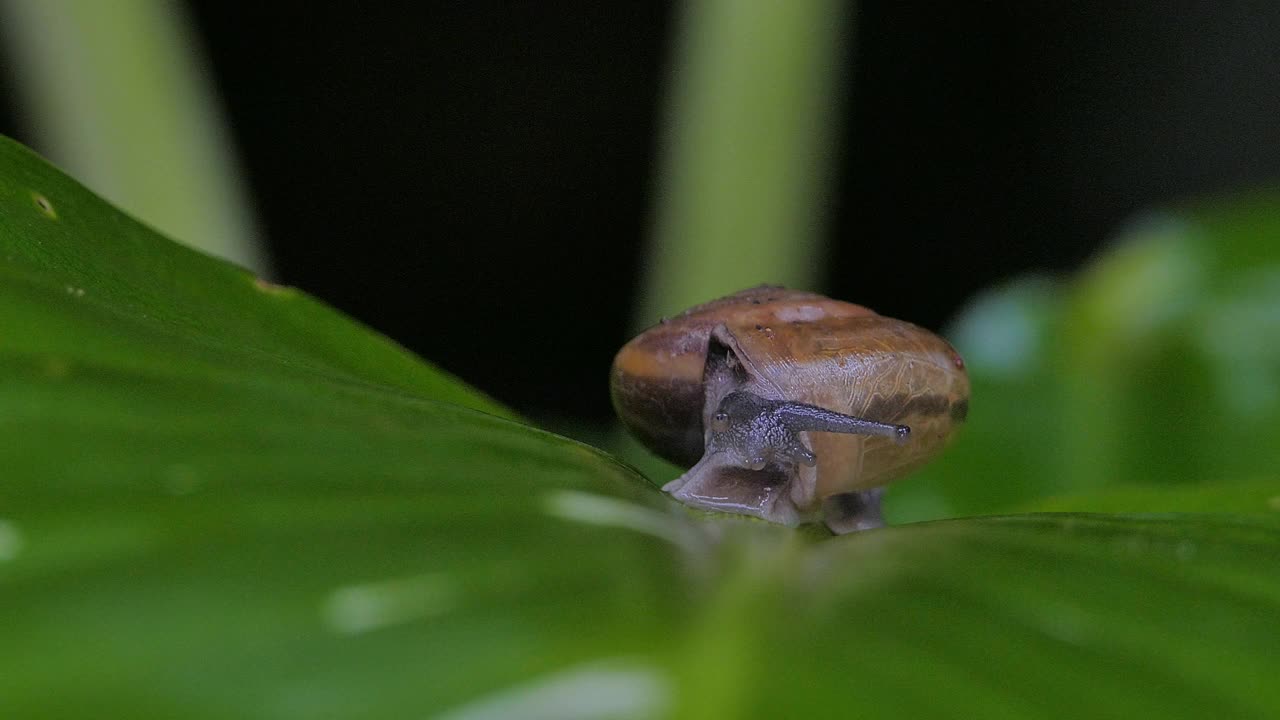 在热带雨林的一片绿叶上爬行的蜗牛。视频素材