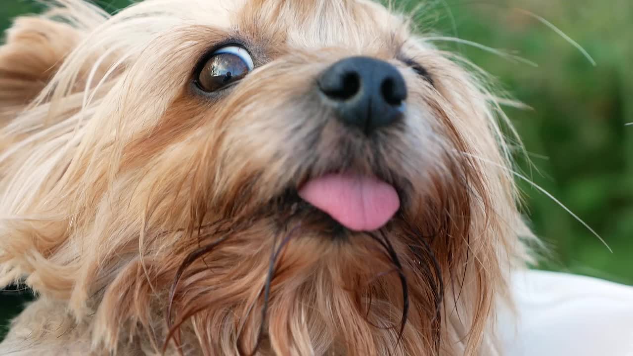 特写可爱的横犬小狗与有趣的发型在他的头。可爱的狗友好的肖像。宠物训练。狗的马戏团。选择性对焦，景深浅视频素材