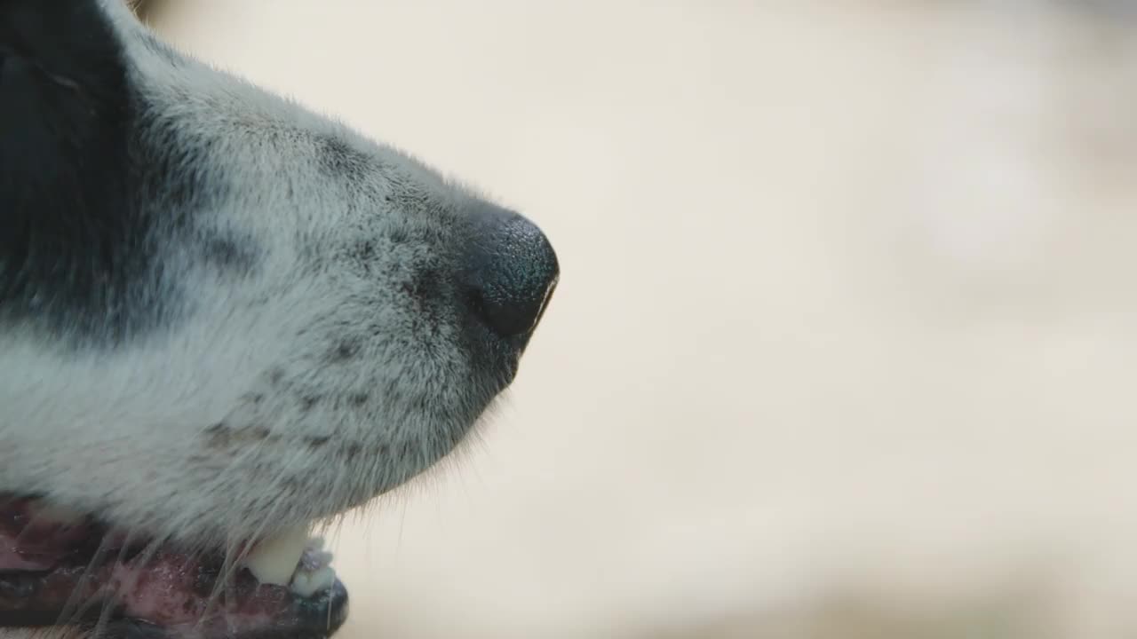 狗的鼻子特写视频素材