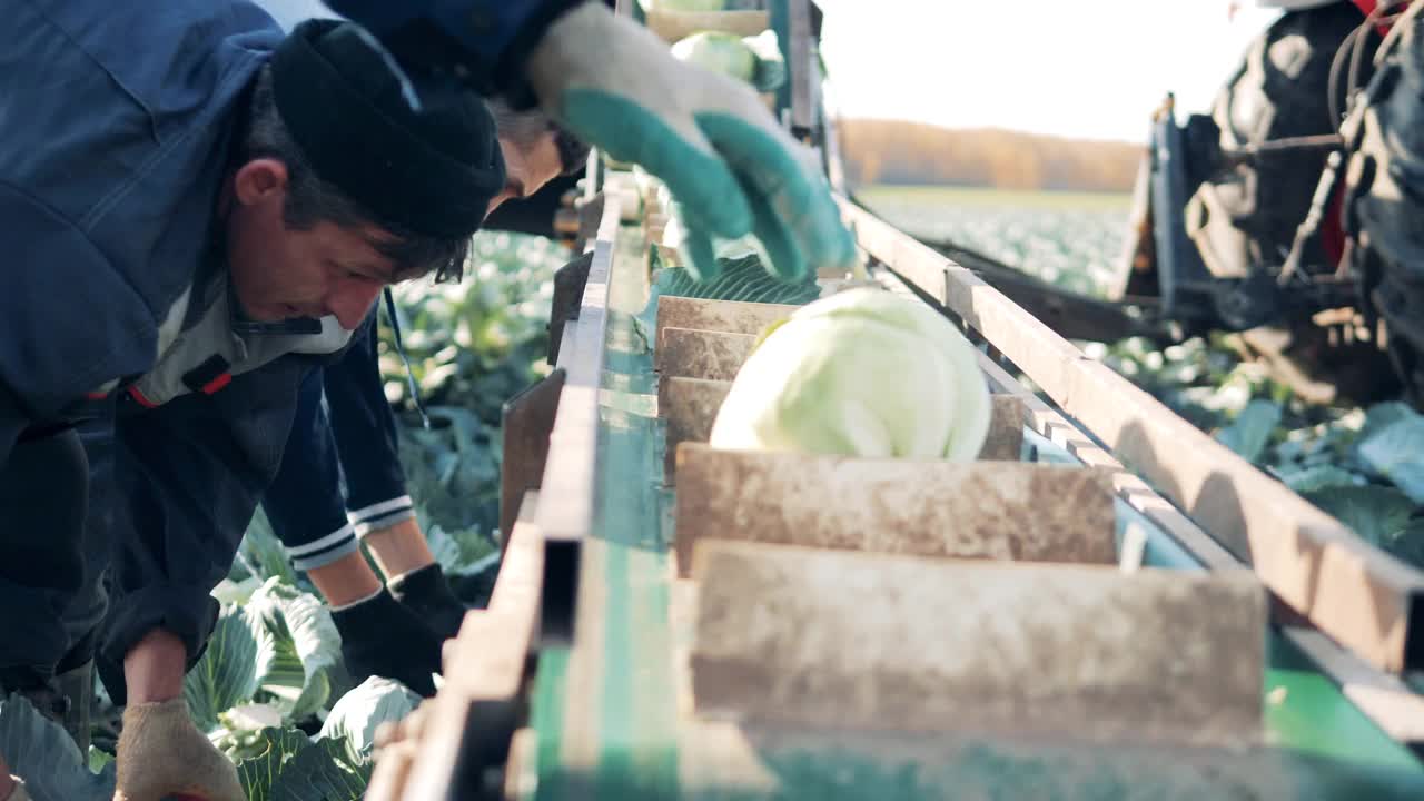 农业工人正在把卷心菜放到传送带上视频素材