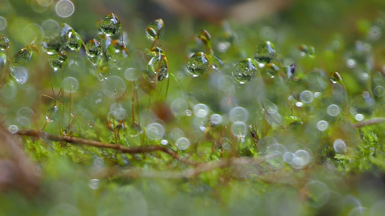 青苔露珠视频素材