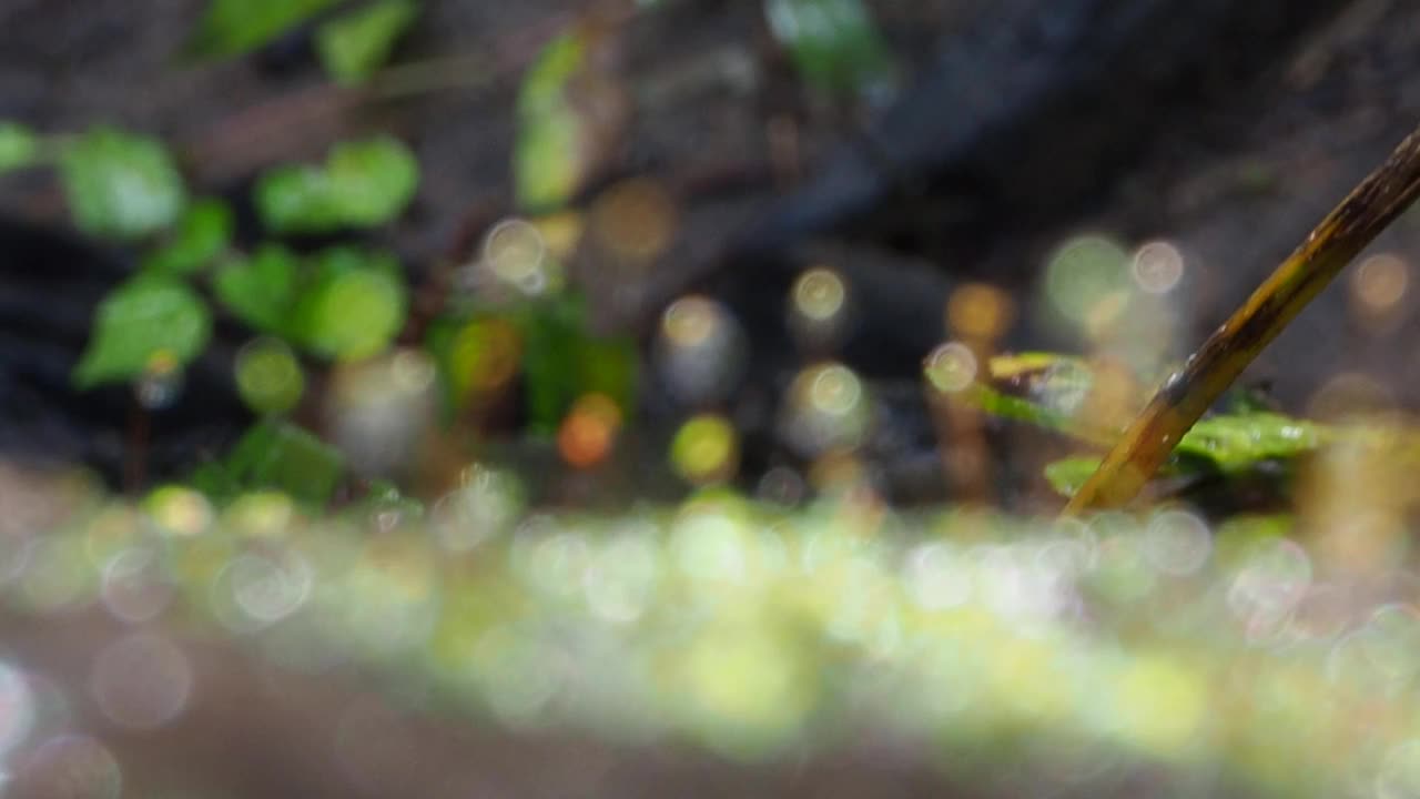 青苔露珠视频素材