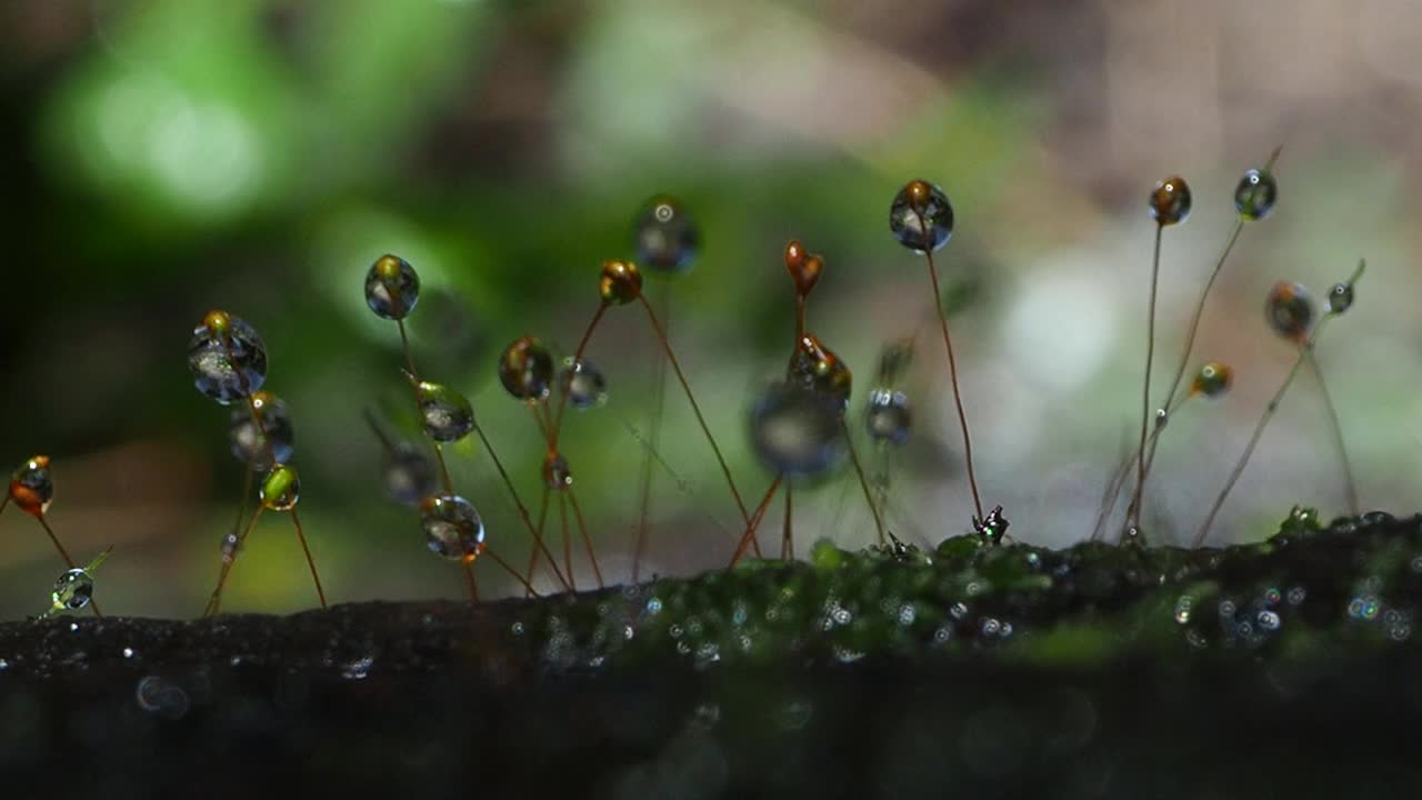 青苔露珠视频素材